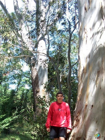 Fernside - Nova Zelandia