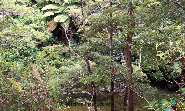 Kaitoke Regional Park - Nova Zelandia