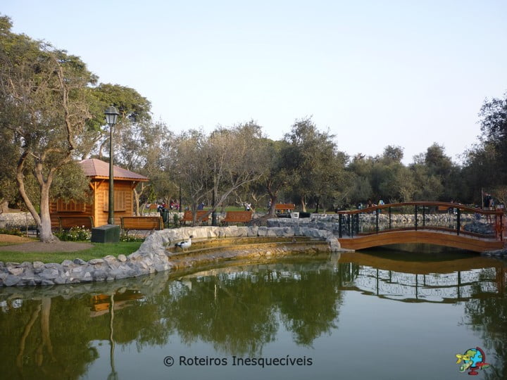 Bosque El Olivar - Lima - Peru