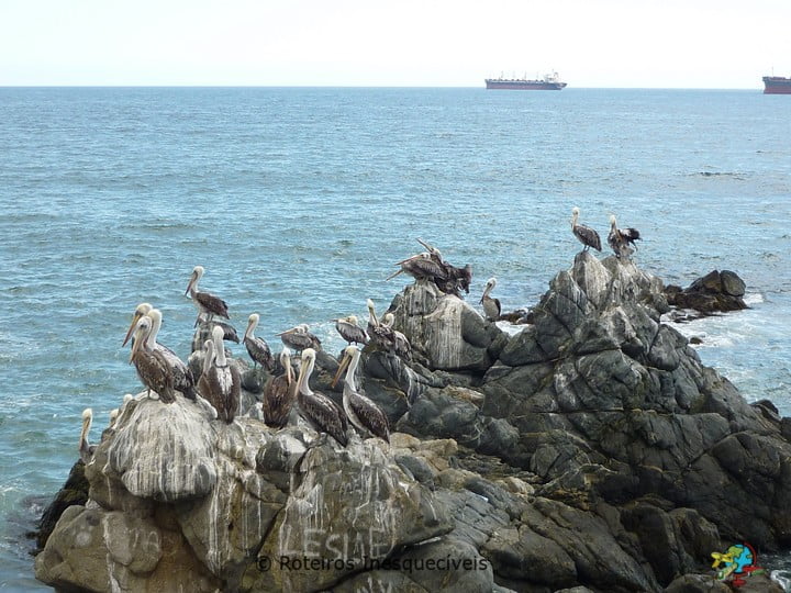 Pelicanos - Vina del Mar - Chile