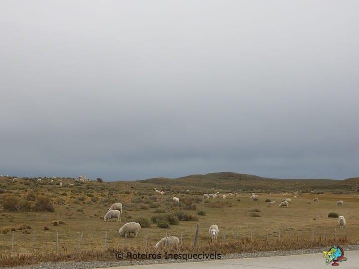 Estrada Punta Arenas para Puerto Natales - Patagonia Chilena
