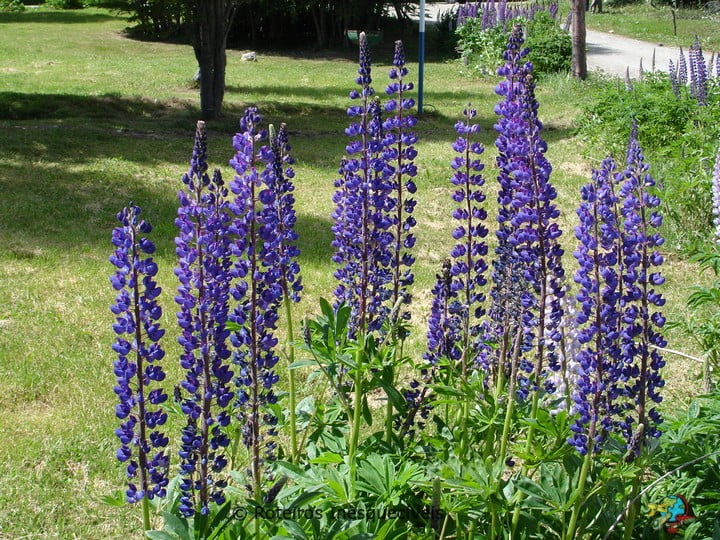 Lago Fagnano e Escondido - Patagonia Argentina