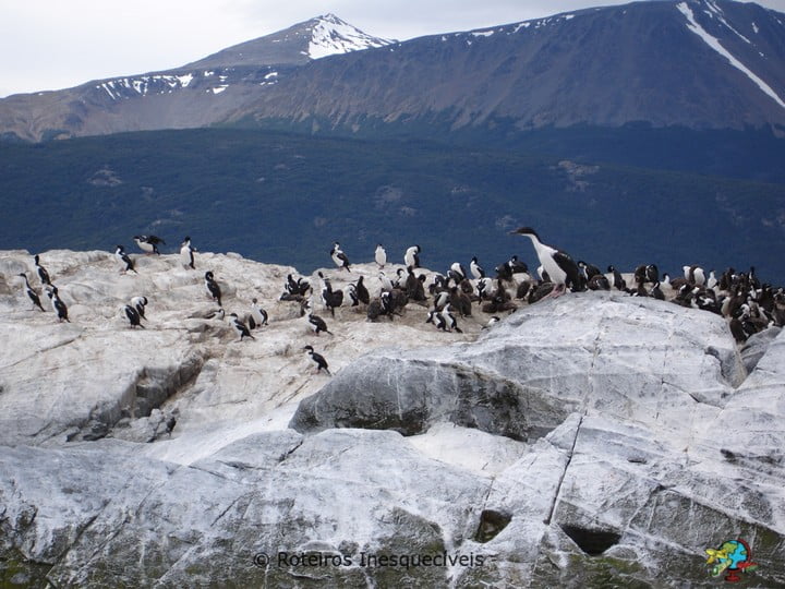 Pinguinera - Ushuaia - Patagonia Argentina