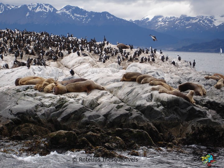 Pinguinera - Ushuaia - Patagonia Argentina