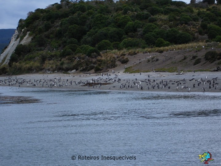 Pinguinera - Ushuaia - Patagonia Argentina
