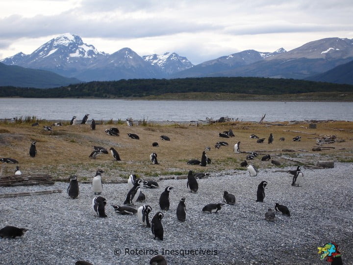 Pinguinera - Ushuaia - Patagonia Argentina
