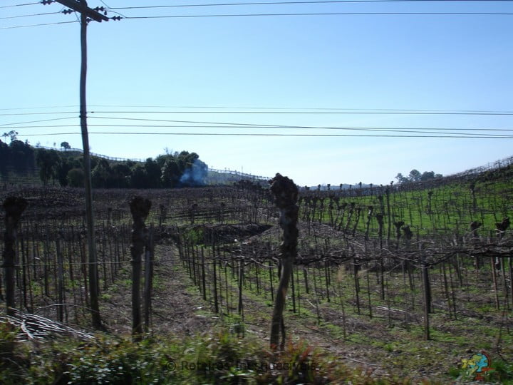 Vale dos Vinhedos - Bento Goncalves - Serra Gaucha