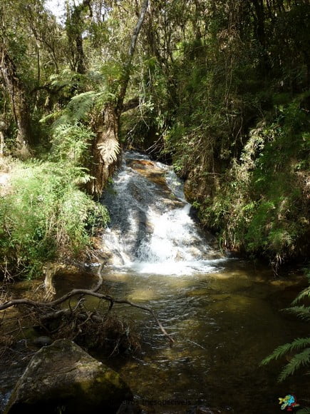 Horto Florestal - Campos do Jordao
