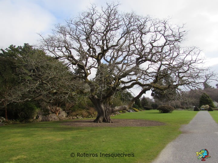 Muckross Garden - Kerry Ring - Irlanda