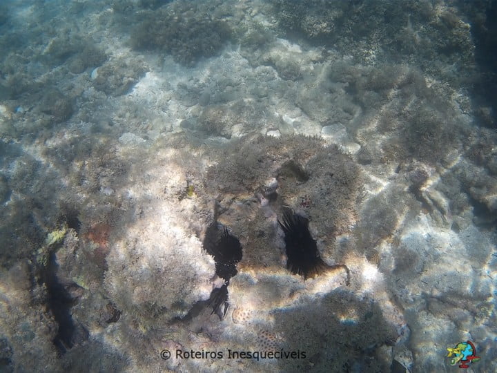 Gales de Maragogi - Alagoas