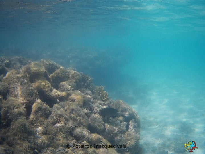 Gales de Maragogi - Alagoas