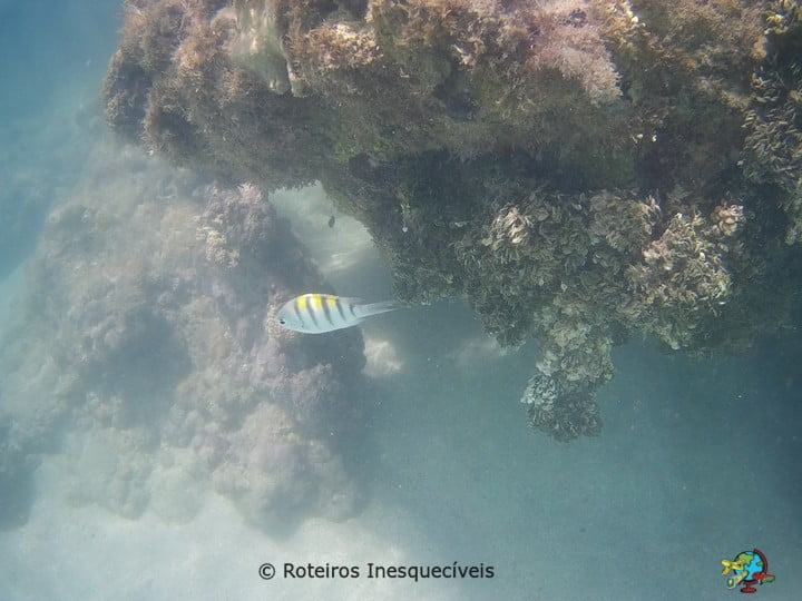 Piscina Natural do Toque - Sao Miguel dos Milagres - Alagoas