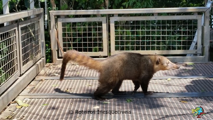 Quati - Parque Nacional Iguazu - Argentina