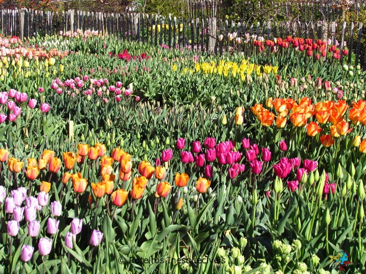 Slottsparken - Malmo - Suecia