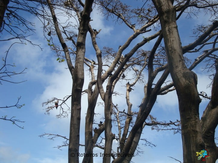 Fauna - Fernando de Noronha - Brasil