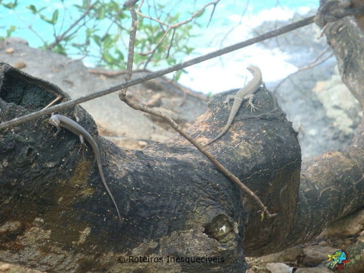 Fauna - Fernando de Noronha - Brasil