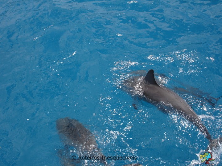 Passeio de Barco - Fernando de Noronha - Brasil